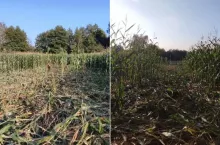 Dziki zmasakrowały rolnikowi kukurydzę. ”Parobkiem byłeś, parobkiem będziesz”