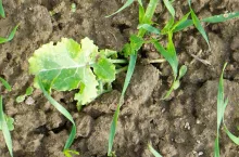 Z zabiegów jesiennego odchwaszczania zbóż nie można rezygnować, bo istotną obniżkę plonów powoduje już 20 chwastów dwuliściennych na 1 m2, przy czym próg szkodliwości stanowią zaledwie dwie rośliny przytulii czepnej. Groźne są też samosiewy łakomego rzepaku