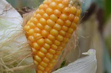 kukurydza, kolba