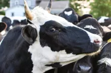 Decyzją Głównego Lekarza Weterynarii, w czerwcu bieżącego roku z terenu całego kraju Kexxtone 32, 4 g został wycofany z obrotu.