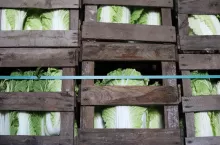 Klatki z kapustą pekińską