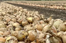 Cebula w trakcie zbiorów