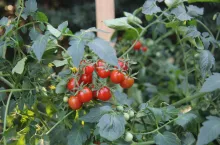 2 mld pomidorów od 150 rolników. Skąd Pudliszki biorą surowiec?