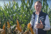 Pola Klasy S Kukurydza 2024 Syngenta: 20 odmian i rozwiązania cyfrowe w uprawie