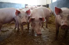 Trzoda chlewna w oborze - świnie