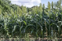 Sorghum bicolor. Sorghum agricultural field. The plant is also known as great millet, broomcorn, guinea corn, durra, imphee, jowar, or milo.