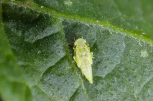 Skoczki atakują! Buraki i ziemniaki zagrożone podwójną infekcją