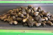 Nieodseparowane bryły uszkadzają na taśmociągu skórki bulw, co zwiększa ryzyko ich infekcji w przechowalni.