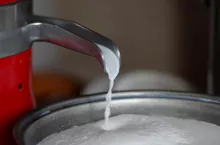 Wirowane mleko od chorej krowy: zmowa milczenia wokół problemu