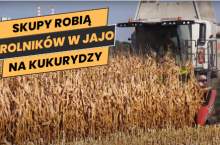 Rolnicy zaczęli zbiór kukurydzy na ziarno. ”Skupy robią nas w jajo” [WIDEO]