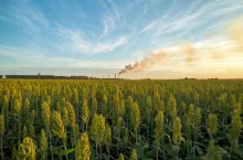 sorghum sunset