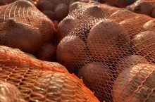 Cebula w workach na rynku w Broniszach