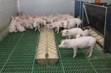 Jakie są ceny świń?