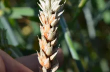 Objawy rozwoju fuzariozy to charakterystyczne łososiowe przebarwienia