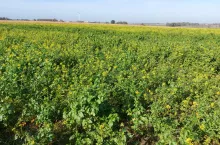 Ekoschematy: czy mulczowanie międzyplonu będzie możliwe przed 15 listopada?