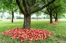 Kiedy najlepiej zbierać jabłka, aby cieszyć się ich smakiem przez długi czas?