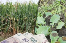 Ile rolnik zarobi na rzepaku, a ile straci na kukurydzy? Opłacalność we wrześniu 2024