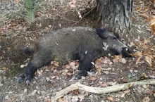 Najczęściej zanim wystąpią ogniska afrykańskiego pomoru świń w stadach trzody chlewnej, wirus jest już obecny w populacji dzików