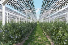 Agrowoltaika to szansa do dodatkowy dochód dla rolników