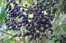 Owoce bzu czarnego zawierają wiele cennych składników. Korzystają z tego także ptaki, które się nimi zajadają