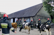 Kancelaria Premiera przypomina wszystkim rolnikom, jak mają działać ze zwierzętami hodowlanymi w przypadku zagrożenia powodzią.