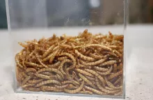 Obecnie istotną barierą w wykorzystaniu mączek owadzich w żywieniu zwierząt jest zbyt mała ilość surowca na rynku