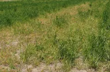 Tak może wyglądać zawirusowany jęczmień ozimy wiosną. Plantacji pomogą szybkie dawki startowe nawozów i dokarmianie, ale znaczną część potencjału plonowania z jesieni utracimy bezpowrotnie. Jedynym ratunkiem jest ograniczanie mszyc jesienią