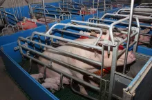 Poronienia, zarówno we wczesnej, jak i zaawansowanej ciąży, oraz rodzenie się martwych prosiąt znacząco zmniejszają liczbę prosiąt odsadzonych od lochy w roku