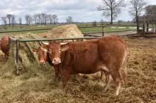 Ze względu na wyższą strawność i mniejsze porażenie grzybami, bardziej przydatna pod względem paszowym jest słoma zbóż jarych