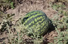 Rolnik doświadczalnie uprawia arbuzy.