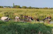 Na południu kraju wylały rzeki, trwa dramatyczna powódź, a w powiecie radomskim rzeki wręcz wysychają na skutek suszy, która w tym roku mocno dała się we znaki rolnikom z tego terenu