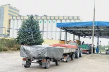 skup kukurydzy