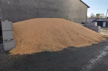 zboże kukurydza