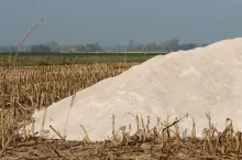 Wapnowanie pól
pod kukurydzę: kiedy przeprowadzić zabieg? Jakie są zalety?