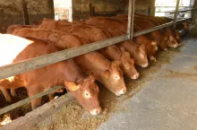 12 z 15 uciekinierek już udało się wyłapać.