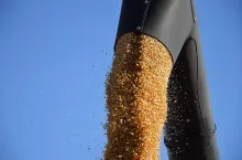 kukurydza, ziarno, żniwa