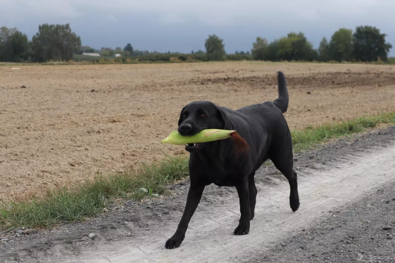 Pies na kukurydzę,