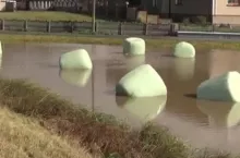 Apel weterynarii do rolników: nie karmić zwierząt zalaną paszą