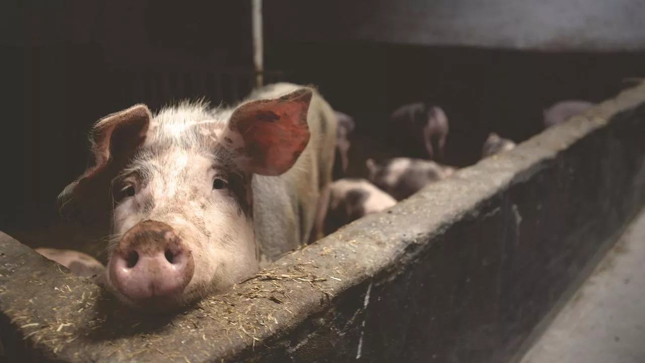 Rozszerzanie dobrostanu zwierząt, który w największym stopniu dotyczy utrzymania loch i prosiąt, może przyczynić się do tego, że niemiecka produkcja trzody chlewnej będzie nadal spadać.