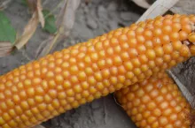 kukurydza