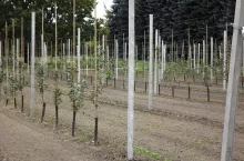 Chcąc oczekiwać właściwego rozwoju drzew owocowych należy zadbać o dobre przygotowanie stanowiska z wyeliminowaniem choroby replantacyjnej