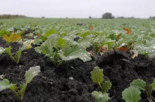 Ze względu na to, że pogoda staje się coraz bardziej nieprzewidywalna, warto, aby rolnicy rozważyli ubezpieczenie nie od jednego czy dwóch ryzyk, ale pakietu obejmującego np. ujemne skutki przezimowania, przymrozki wiosenne, deszcz nawalny, huragan oraz grad. Takie podejście może zapewnić ochronę upraw aż do żniw