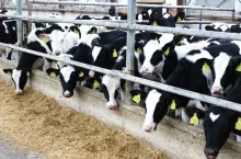 Ponad 90% współczesnych krów w Polsce cierpi na niedobór metioniny, kluczowego aminokwasu egzogennego, którego organizm zwierzęcia nie jest w stanie samodzielnie syntetyzować.