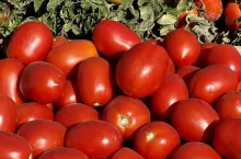 Pomidory gruntowe