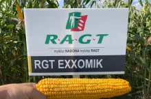 Odmiany kukurydzy od RAGT odporne na suszę i inne zmiany klimatu