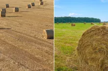 Jakie są ceny słomy i siana na początku października?