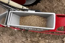 Nasiona buraka ćwikłowego