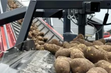 Ziemniaki do przetwórstwa