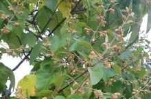 Paulownia – cesarskie drzewo szczęścia. Jak je uprawiać?