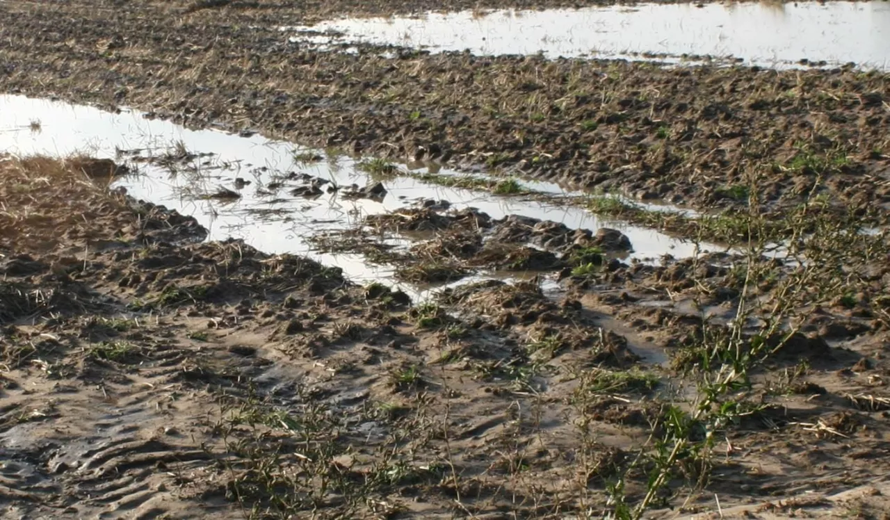 Woda z zalanych gruntów ustępuje i czym prędzej trzeba przywrócić im żyzność. Warto zacząć od zbadania gleby i podstawowego działania naprawczego – wapnowania